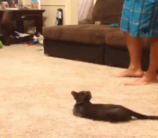 Cat Funny GIF - Cat Funny Scared GIFs