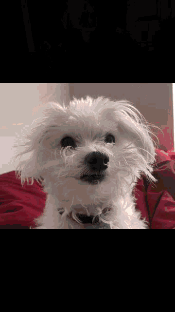a small white dog is sitting on a red blanket