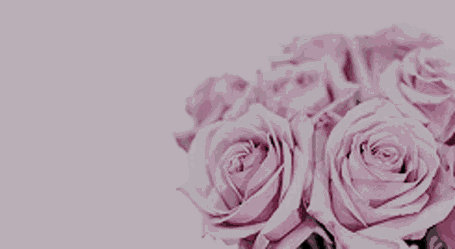 a bunch of pink roses are sitting on a white surface
