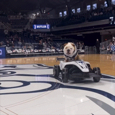 a bulldog is riding a go kart on a basketball court with a butler sign in the background