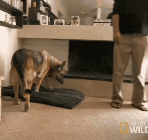 Time To Rest. GIF - Cesar911 Cesar911series Dogs GIFs