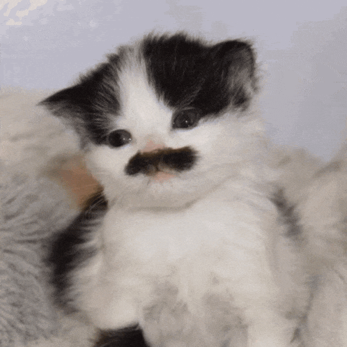 a small black and white kitten with a mustache