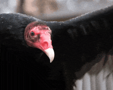 a close up of a vulture 's head and wings with the number 11 on it