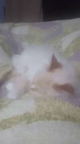Sleepy Kitty GIF - Sleepy Kitty Twitches GIFs