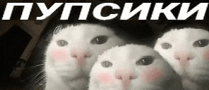 three white cats are looking at the camera with their eyes closed and their faces covered in blush .