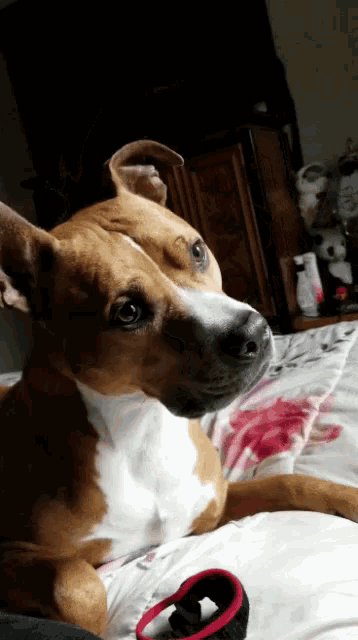 a brown and white dog laying on a bed with a red leash
