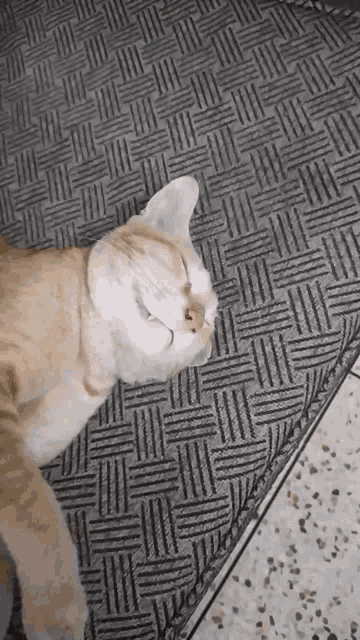 Cat Sleep Sleep Cat GIF - Cat Sleep Sleep Cat Sleepy Cat GIFs