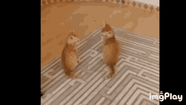two cats are standing on a rug with a maze pattern and the words imgplay at the bottom