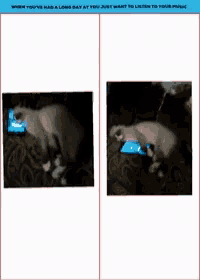 a picture of a cat laying on a couch next to a picture of a cat laying on a phone