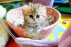 Cute Kitten GIF - Cute Kitten Attention GIFs
