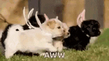 a group of puppies are playing in the grass and one of them has antlers on its head .