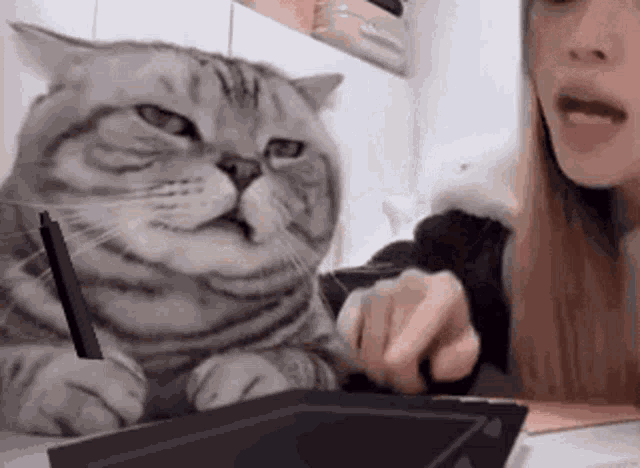 Cat Workinganimal GIF - Cat Workinganimal Stupidcat GIFs
