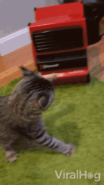 Punching The Air Viralhog GIF - Punching The Air Viralhog Confused Cat GIFs