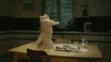 a small white dog is standing on its hind legs on a table .
