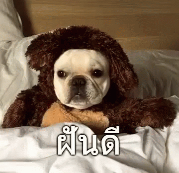 ฝันดี GIF - Good Night Viralhog Dog GIFs