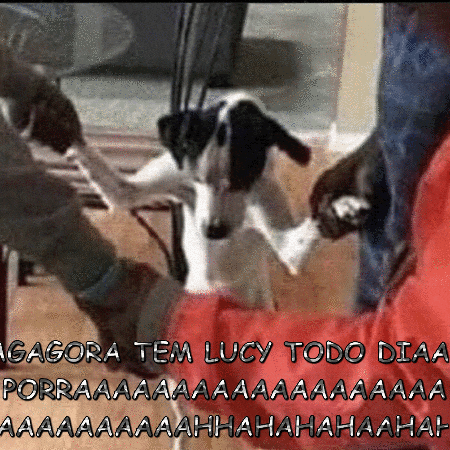 a black and white dog is being held by a person in a red shirt