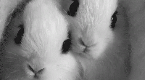 Sniff GIF - Easter Easterbunny Sniff GIFs