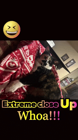 a close up of a calico cat with the words extreme close up whoa written below it