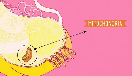 Mitochondria GIF - Mitochondria Powerhouse Powerhouse Of The Body GIFs
