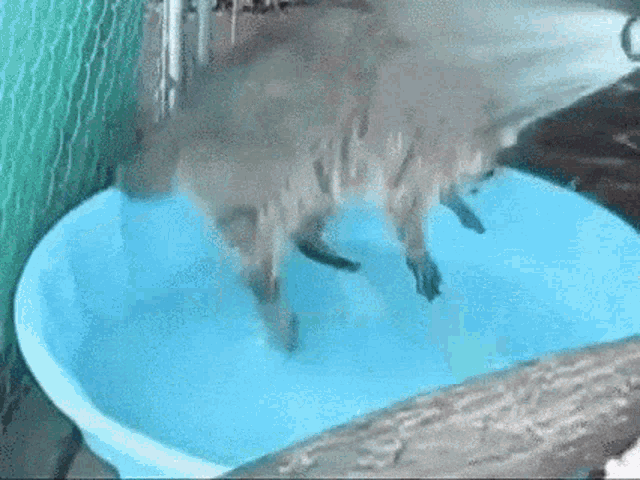 Poll Pool Party GIF - Poll Pool Party GIFs