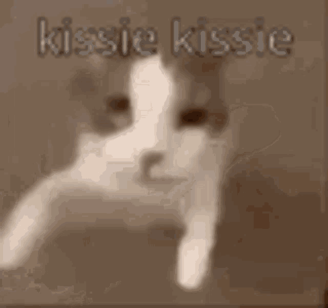 a close up of a cat 's face with the words `` kissie kissie '' written above it .