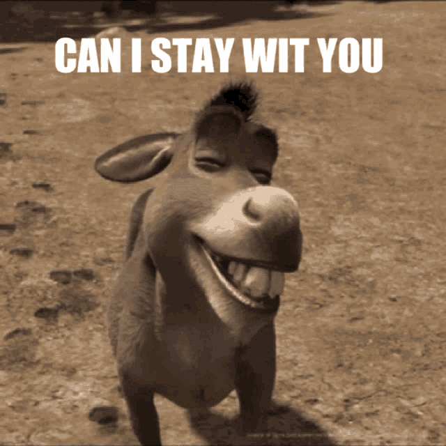 Can I Stay With You Donkey GIF