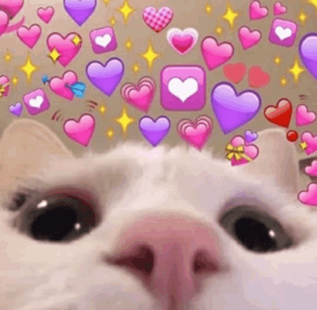 a close up of a cat 's face with pink and purple hearts coming out of its head .