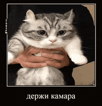 a person is holding a cat in their hands with a caption in russian that says " держи camara "