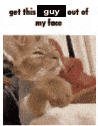 a cat is laying on a bed with the words `` get this guy out of my face '' above it .