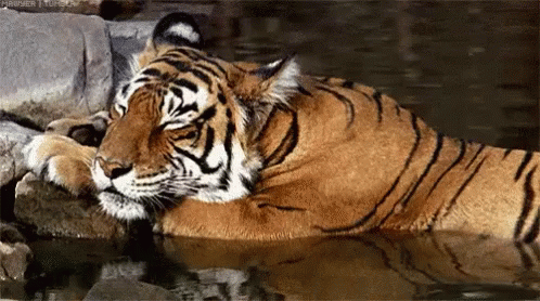 Tiger Sleeping GIF - Tiger Sleeping GIFs