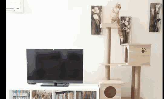 a cat sitting on top of a cat tree in front of a television