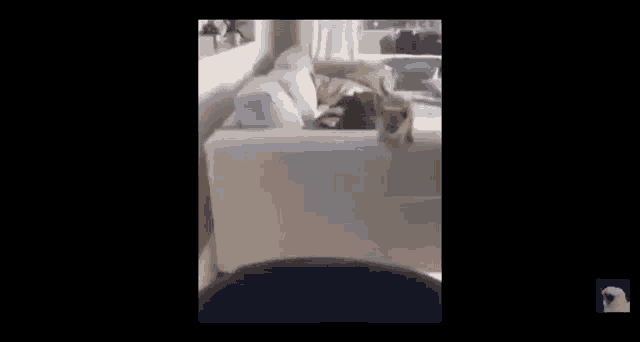 a cat is standing in front of a couch in a room