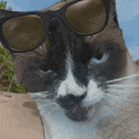 a cat is wearing sunglasses and looking at the camera
