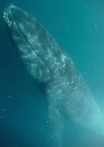 Whale From Http://Headlikeanorange.Tumblr.Com/ GIF - Whale Sleeping Sea GIFs