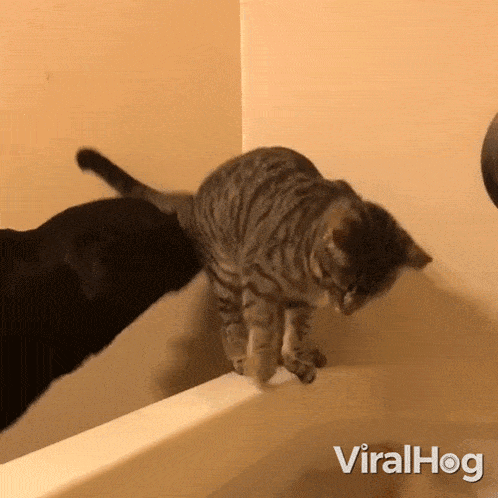 Dog Knocks A Kitty Into The Bathtub Cat GIF - Dog Knocks A Kitty Into The Bathtub Cat Viralhog GIFs