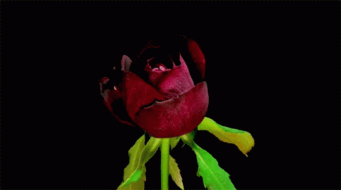 Red Rose Bloom GIF - Red Rose Bloom GIFs