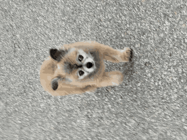 a small brown dog laying on the ground looking up at the camera