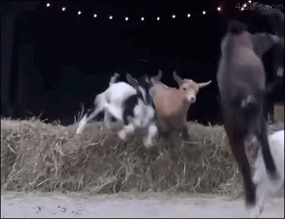 Radical Goat GIF - Radical Goat Jumping GIFs