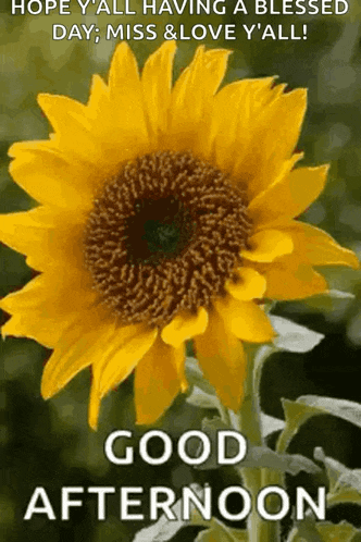 a sunflower with the words `` hope you all having a blessed day , miss & love y 'all ! ''