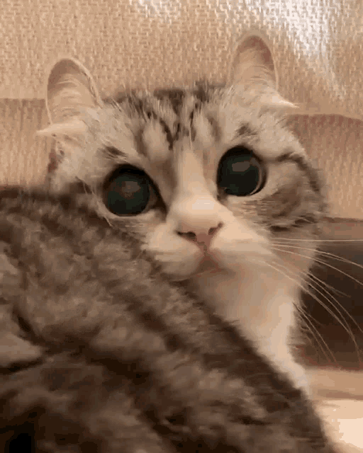 Komaru Cat GIF - Komaru Cat Cute Cat GIFs