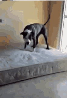 Dogs Funny Animals GIF