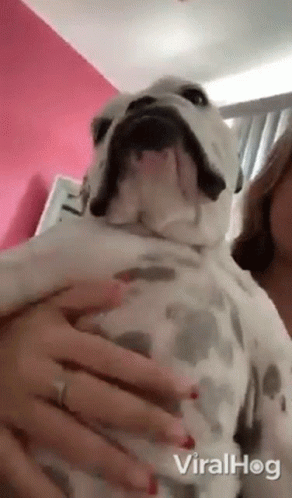 Bulldog Viralhog GIF - Bulldog Viralhog Tapping Belly GIFs