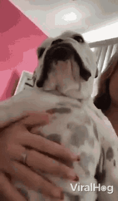 a woman is holding a dalmatian dog in her arms and it is looking at the camera .