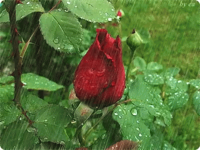 Rose In GIF - Rose In The GIFs
