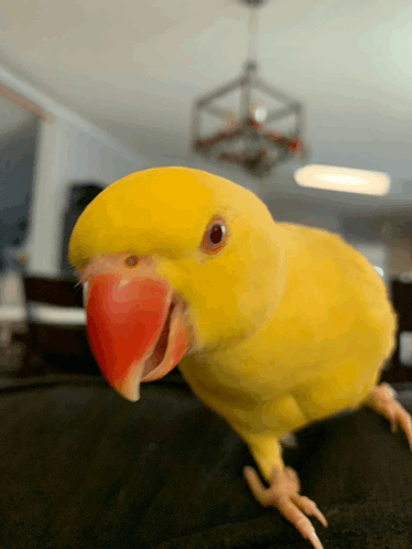 Indian Indian Ring Neck GIF