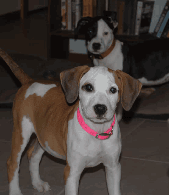 a brown and white dog wearing a pink collar stands next to another dog