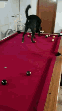 Cute Dog GIF - Cute Dog Pool GIFs