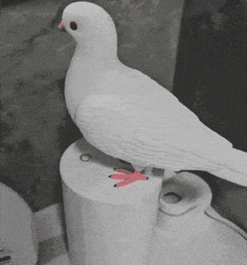 a white pigeon is sitting on top of a toilet paper roll with the letter c on it