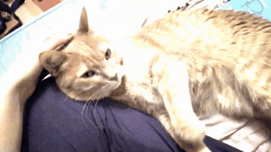 a cat is laying on a person 's shoulder and looking at the camera