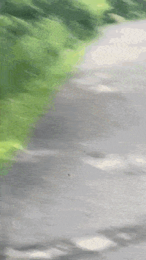 a deer is standing on the side of a path .